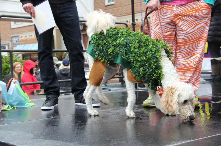 Pet Halloween Costume Ideas Pet Halloween Costume Ideas