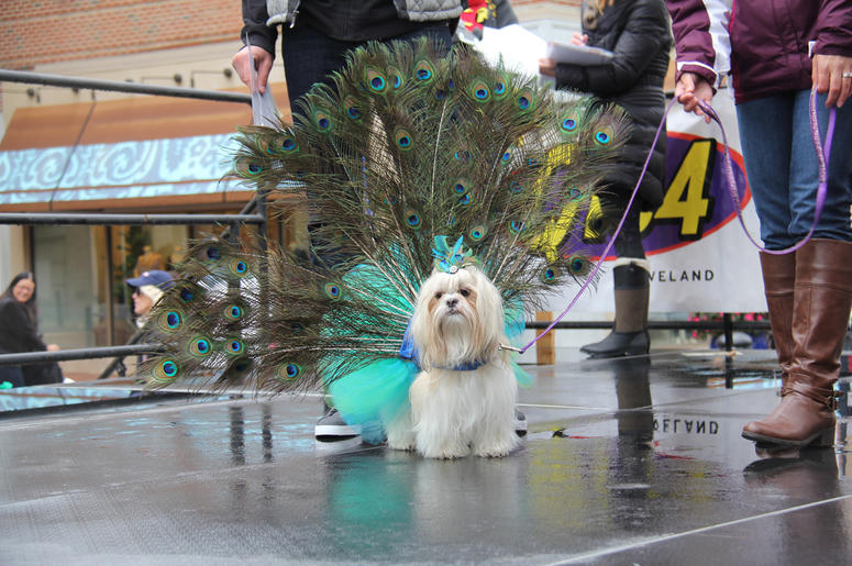 Pet Halloween Costume Ideas Pet Halloween Costume Ideas