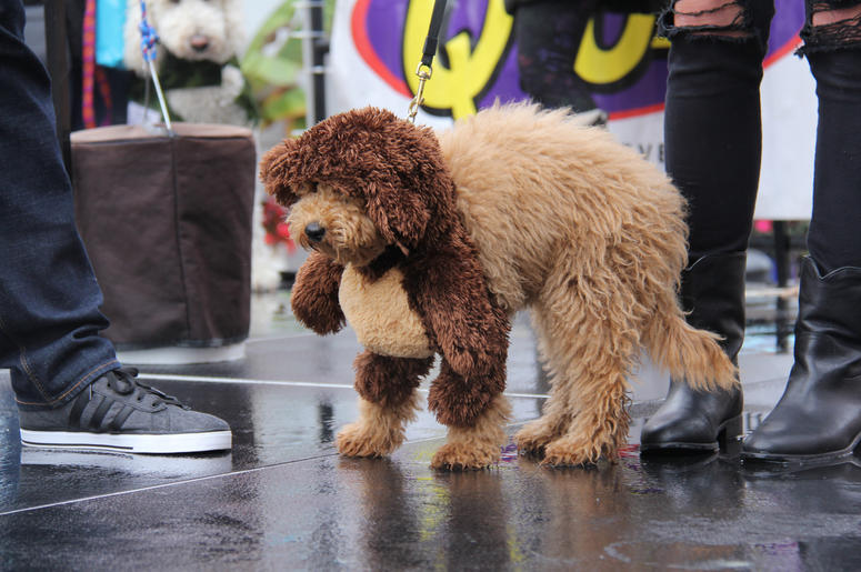 Pet Halloween Costume Ideas Pet Halloween Costume Ideas