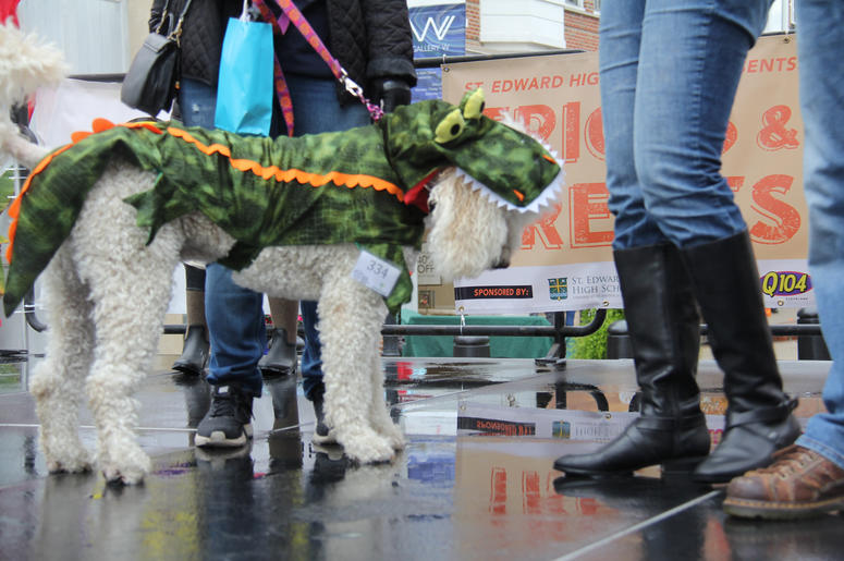 Pet Halloween Costume Ideas Pet Halloween Costume Ideas