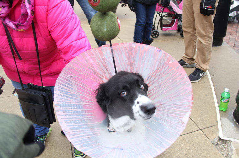 Pet Halloween Costume Ideas Pet Halloween Costume Ideas