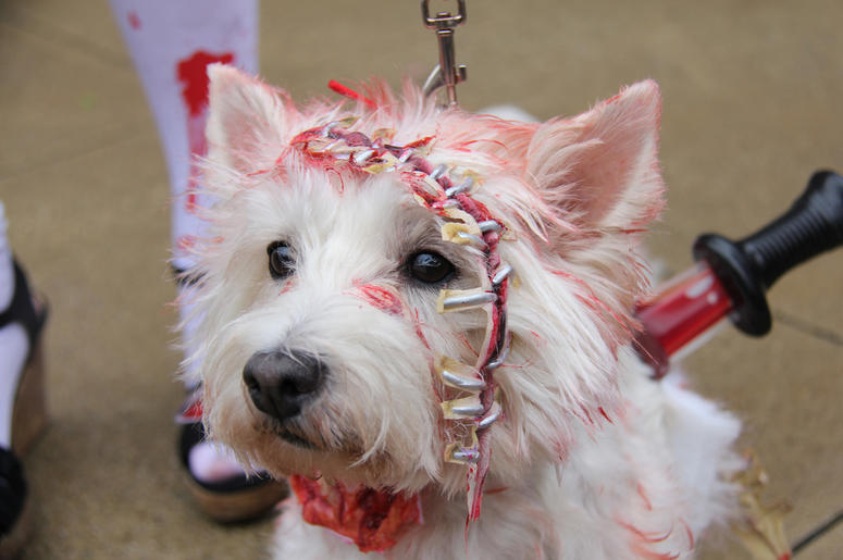 Pet Halloween Costume Ideas Pet Halloween Costume Ideas