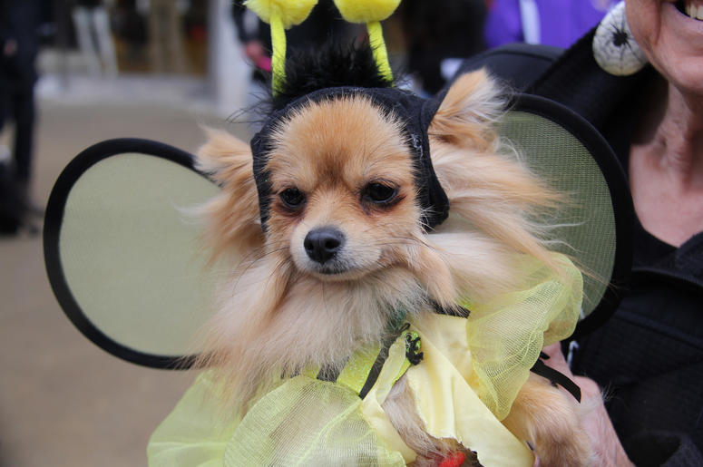 Pet Halloween Costume Ideas Pet Halloween Costume Ideas