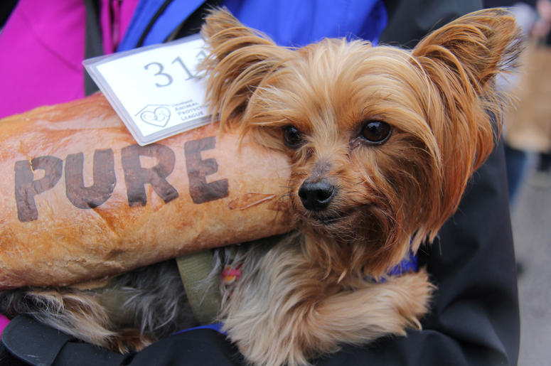 Pet Halloween Costume Ideas Pet Halloween Costume Ideas