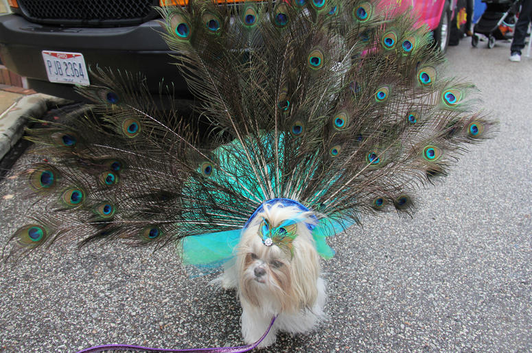 Pet Halloween Costume Ideas Pet Halloween Costume Ideas
