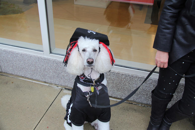 Pet Halloween Costume Ideas Pet Halloween Costume Ideas