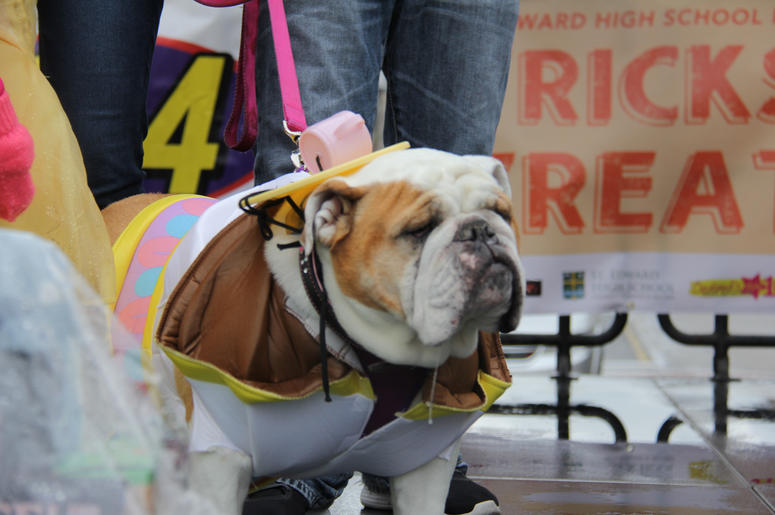 Pet Halloween Costume Ideas Pet Halloween Costume Ideas