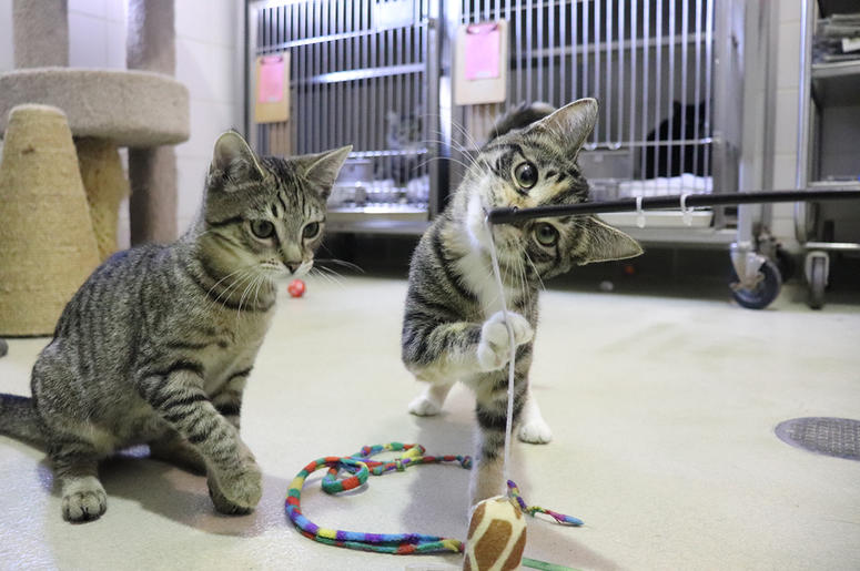 Kittens Vegas and Oryan Kittens Vegas and Oryan