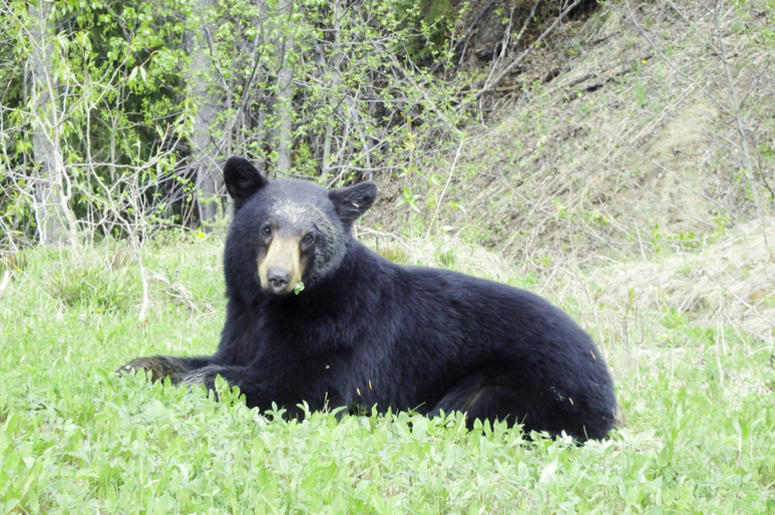 file photo: Black Bear