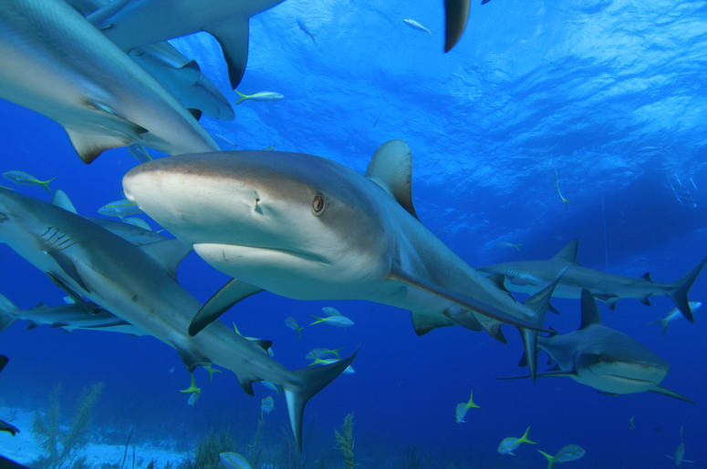 SHARKS SHARKS