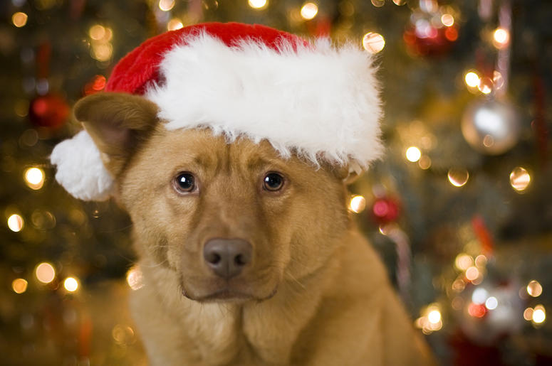 dog in Santa hat dog in Santa hat