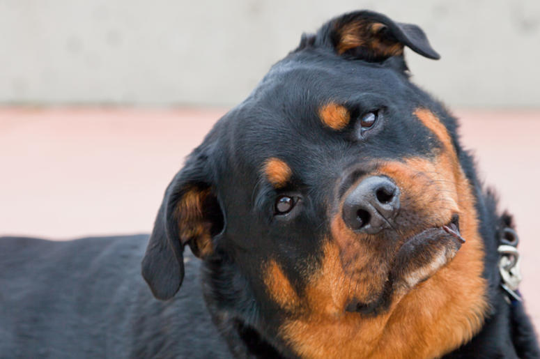 Dog - head tilt Dog - head tilt