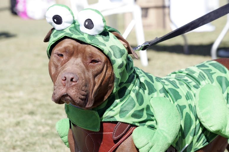 dressed up dog dressed up dog