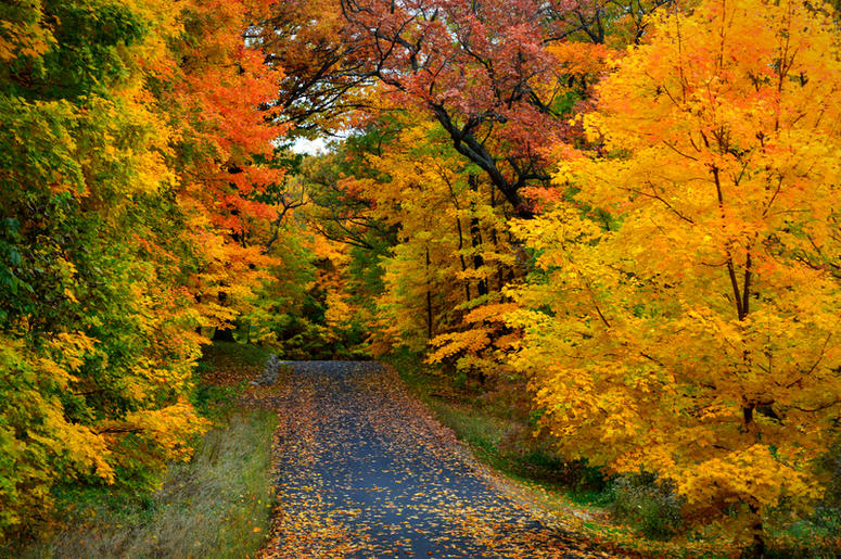 Fall Fall
