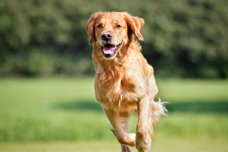 golden retriever golden retriever