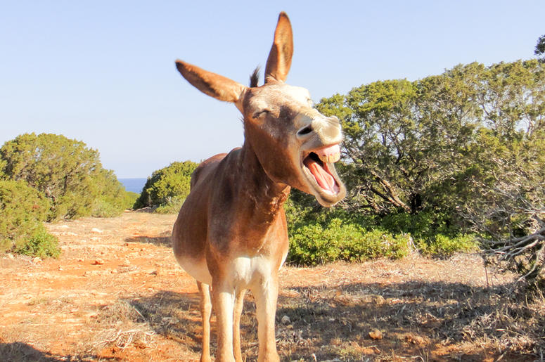 Donkey Donkey