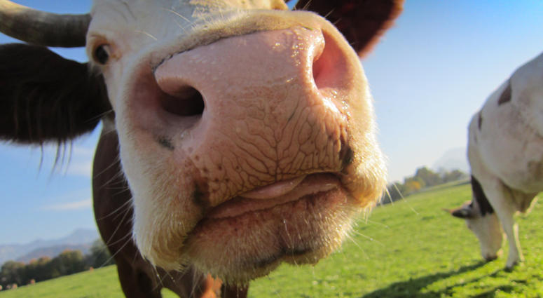 Happy Cow