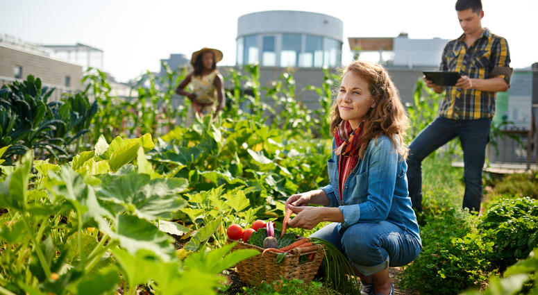 Rooftop outdoor garden in the city