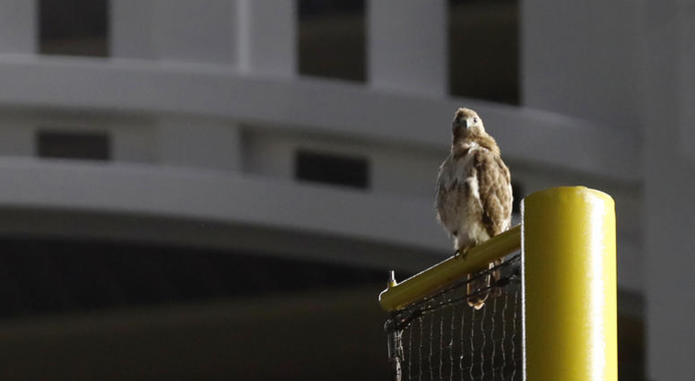 A red-tailed Hawk sits atop the right field foul pole at Yankee Stadium during a baseball game between the New York Yankees and the Toronto Blue Jays, Tuesday, June 25, 2019, in New York. The red-tailed hawk has become a sensation in the Bronx, showing up Yankee Stadium Hawk