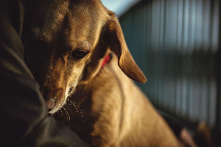 A woman was arrested after trying to euthanize her dogs with insulin. A woman was arrested after trying to euthanize her dogs with insulin.