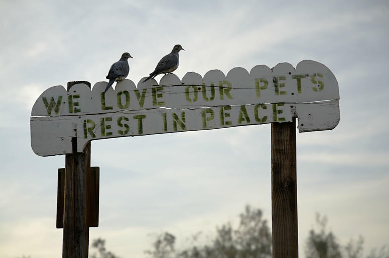 D.C. will creat a new pet cemetary. D.C. will creat a new pet cemetary.