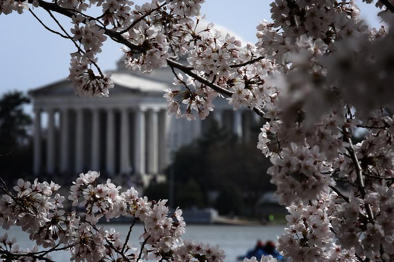 Cherry blossoms in D.C.
