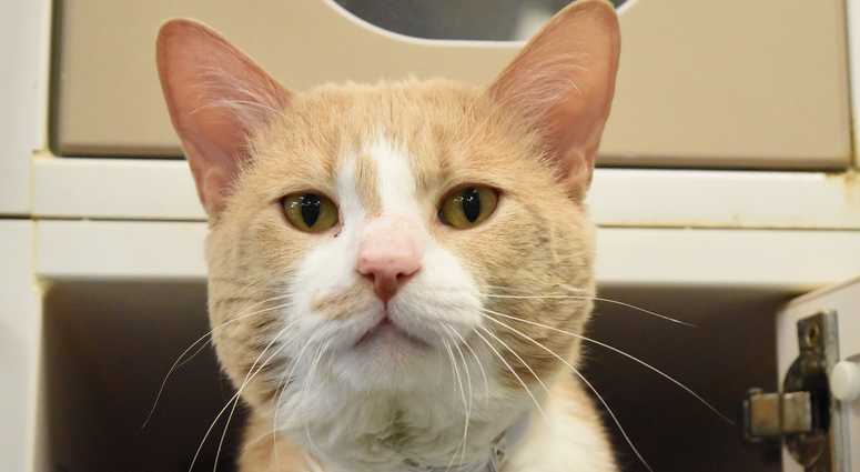 Dizzy (24150) available for adoption at Manhattan ACC: 326 East 110th Street (Photo: ACC)