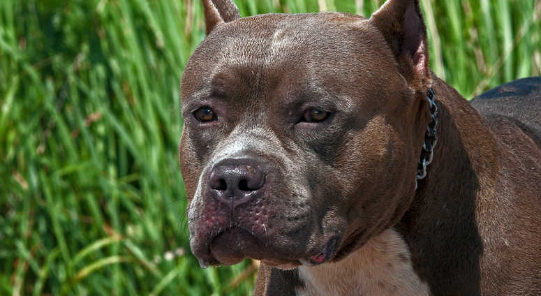 Pit Bull/file