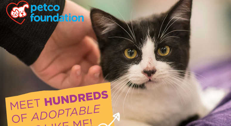 Photo: Petco Foundation