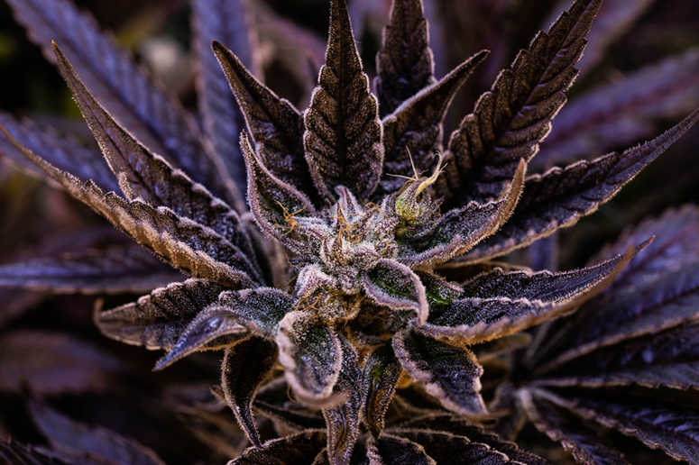 A 'chocolope' flower at Harmony Dispensary in Secaucus. Harmony Dispensary Chocolope