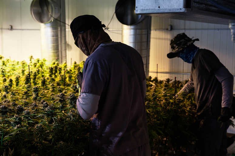 Inside of the grow operation at Harmony Dispensary. Grow room at Harmony Dispensary
