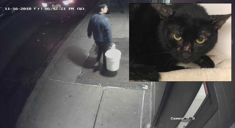 The cats were left in buckets by a man, the shelter says. Cats in buckets