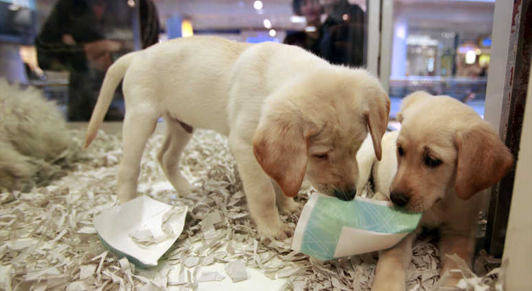 FILE - In this Monday, Oct. 4, 2010 file photo, window shoppers look at a pair of Labrador puppies for sale at the Westside Pavilion Shopping Center in Los Angeles. Pet Store