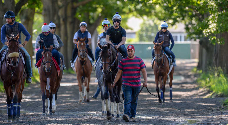 Jun 5, 2018; Elmont, NY, USA; Gronkowski walks to the main track before he trains in preparation for the 150th running of the Belmont Stakes at Belmont Park. Jun 5, 2018; Elmont, NY, USA; Gronkowski walks to the main track before he trains in preparation for the 150th running of the Belmont Stakes at Belmont Park.