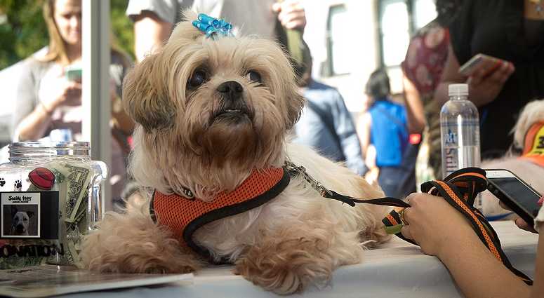 Mayor's Alliance for NYC's Animals Adoptapalooza (Photo: Carol Zytnik)
