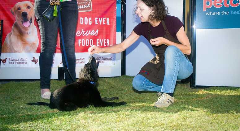 Mayor's Alliance for NYC's Animals Adoptapalooza (Photo: Carol Zytnik)