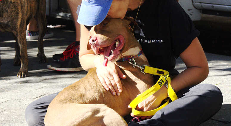 Mayor's Alliance for NYC's Animals Adoptapalooza (Photo: Chiu Ng)
