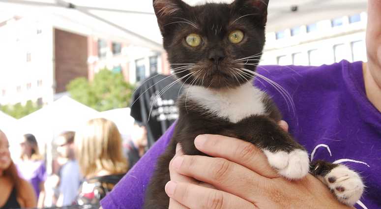 Mayor's Alliance for NYC's Animals Adoptapalooza (Photo: Dana Edelson)