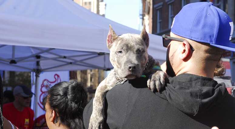 Mayor's Alliance for NYC's Animals Adoptapalooza (Photo: Dana Edelson)