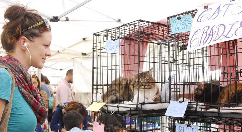 Mayor's Alliance for NYC's Animals Adoptapalooza (Photo: Dana Edelson)