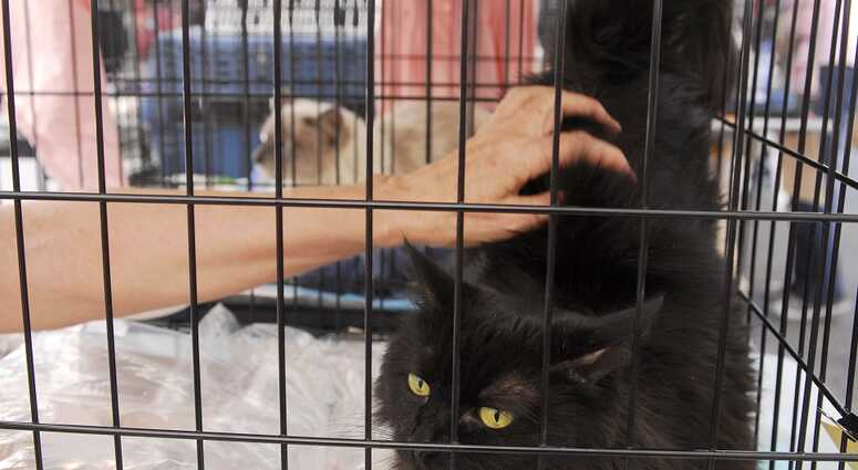 Mayor's Alliance for NYC's Animals Adoptapalooza (Photo: Dana Edelson)
