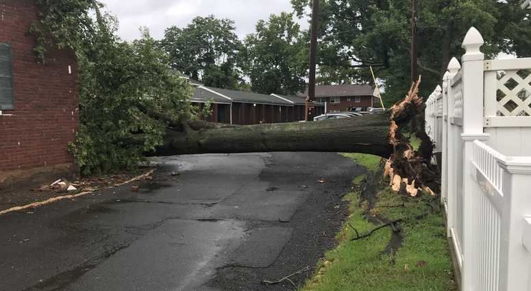Fallen tree in New Jersey tree fallen