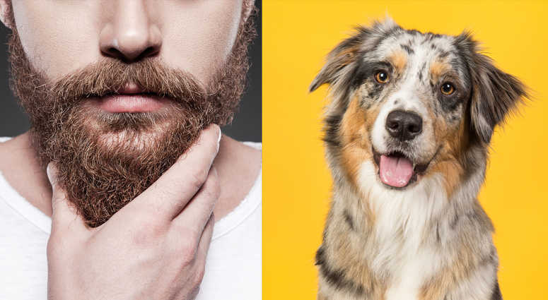 Dog beard Dog beard