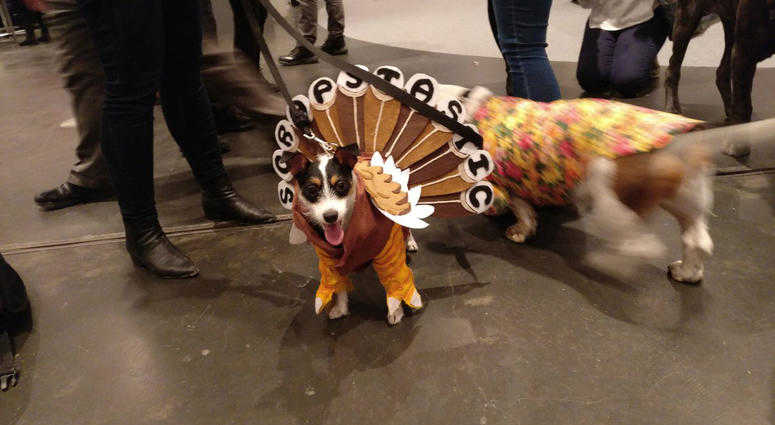 Animals donned their Sunday best at this year's PetCon. PetCon Manhattan