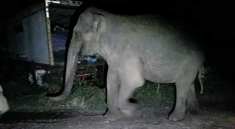 An elephant that escaped from an animal sanctuary in upstate New York. An elephant that escaped from an animal sanctuary in upstate New York.