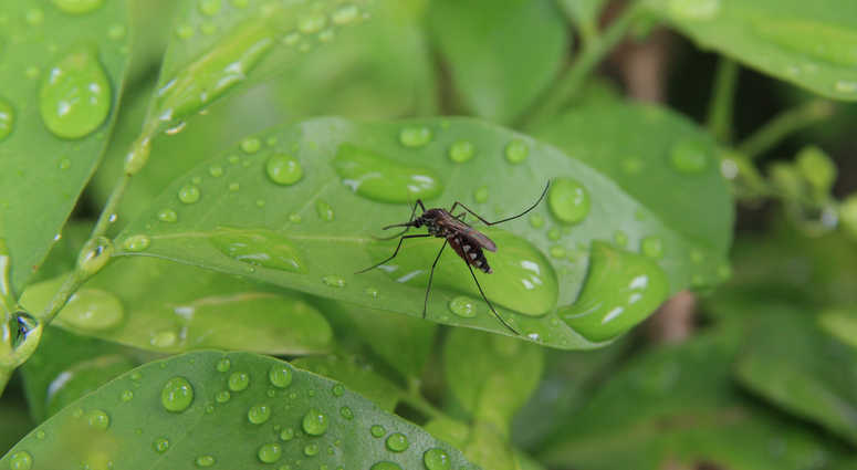 Mosquito Mosquito
