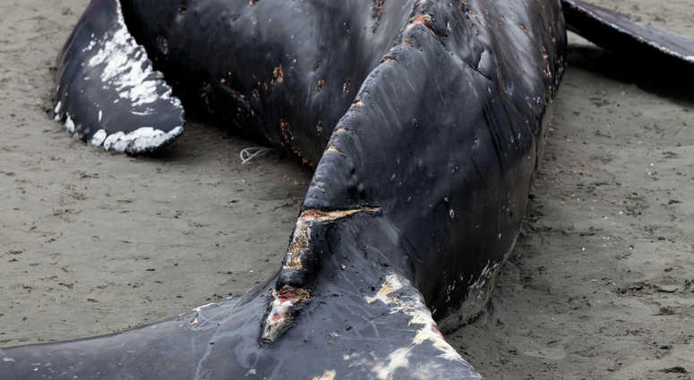 Beached whale Beached whale