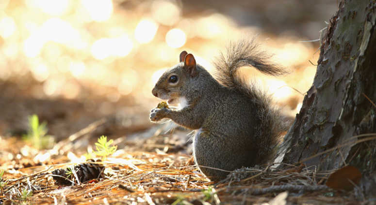 A squirrel eats an acorn A squirrel eats an acorn