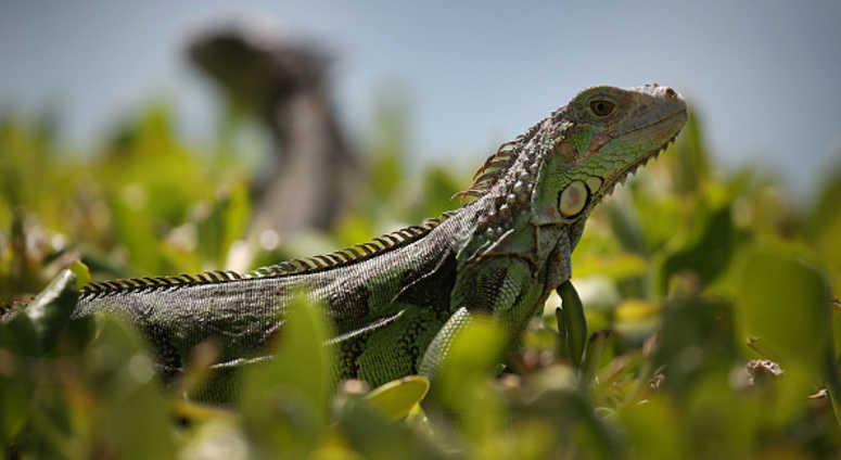 Iguana file image Iguana