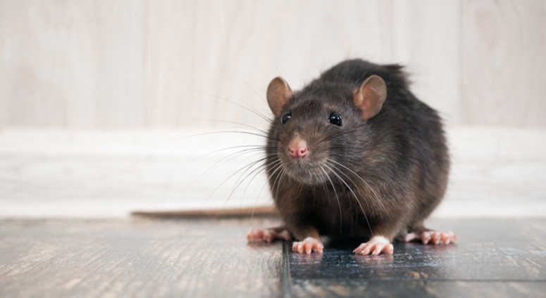 Rat Rat
